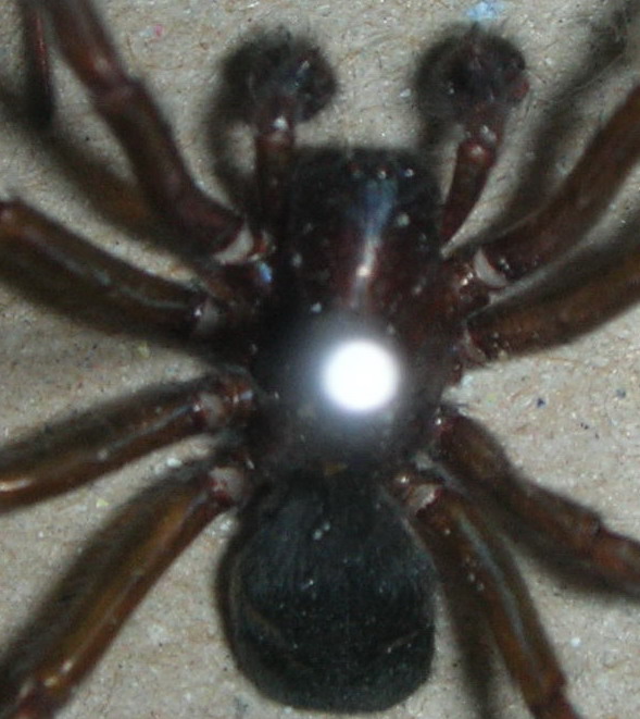 Tre ragni (Tegenaria, (Amaurobius?), Holochnemus)